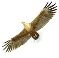 White-tailed Eagle  Szabolcs Kkay