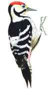 White-backed Woodpecker  Szabolcs Kkay