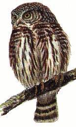 Pygmy Owl  Clive Byers